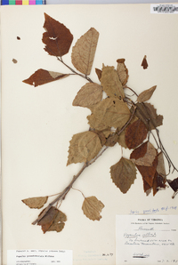 Populus grandidentata image