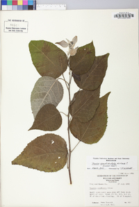 Populus grandidentata image