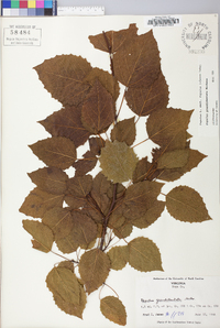 Populus grandidentata image