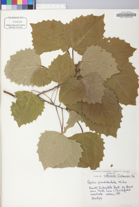 Populus grandidentata image