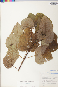 Populus heterophylla image