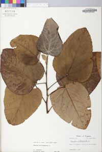 Populus heterophylla image