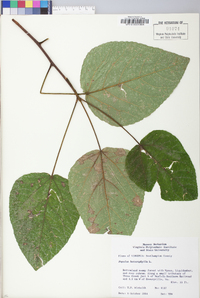 Populus heterophylla image