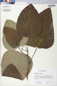 Populus heterophylla image