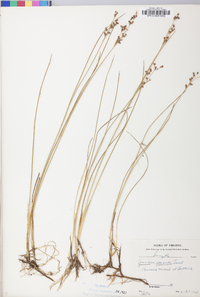 Juncus gerardii image