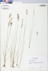 Juncus gerardii image