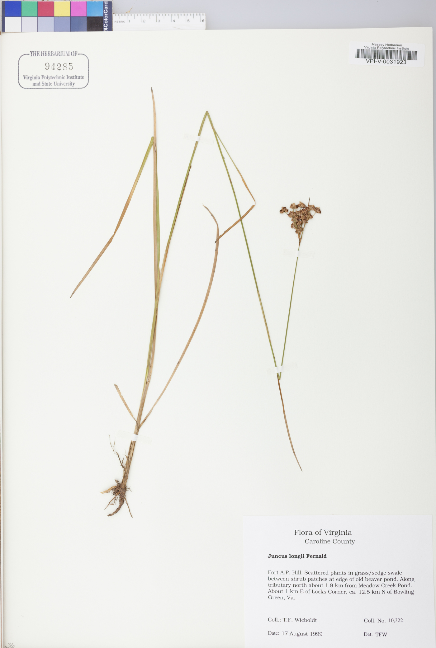 Juncus longii image