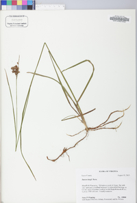 Juncus longii image