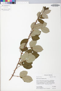 Rubus discolor image