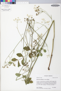 Pimpinella saxifraga image