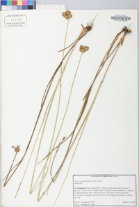 Juncus megacephalus image