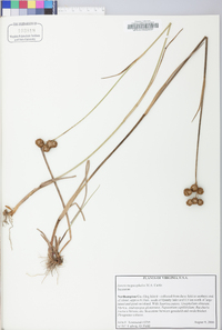 Juncus megacephalus image