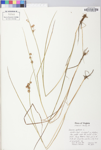 Juncus nodosus image