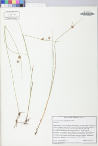 Juncus nodosus image