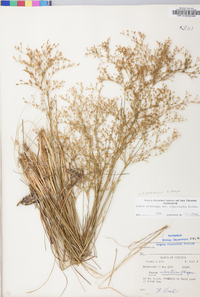 Juncus pelocarpus image