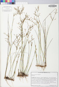 Juncus pelocarpus image