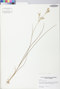 Juncus pelocarpus image