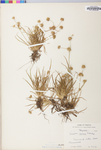 Juncus repens image