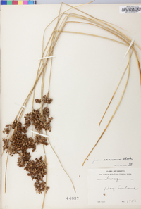 Juncus roemerianus image