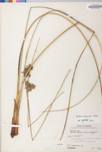 Juncus roemerianus image