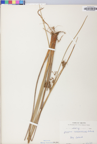 Juncus roemerianus image