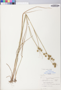 Juncus scirpoides image