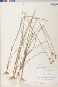 Juncus scirpoides image