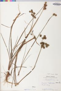 Juncus scirpoides image