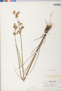 Juncus scirpoides image