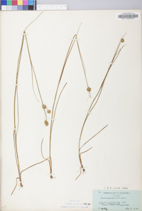 Juncus scirpoides image