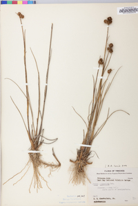 Juncus scirpoides image