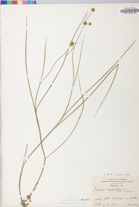 Juncus scirpoides image