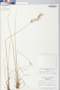 Juncus secundus image