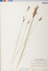 Juncus secundus image