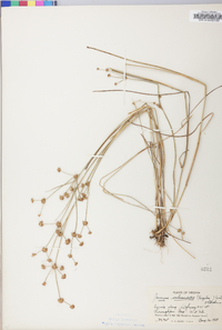 Juncus subcaudatus image