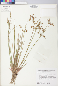 Juncus subcaudatus image