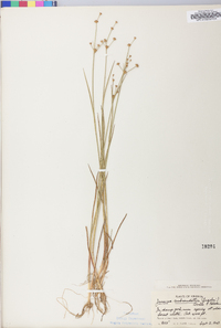 Juncus subcaudatus image