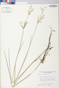 Juncus subcaudatus image