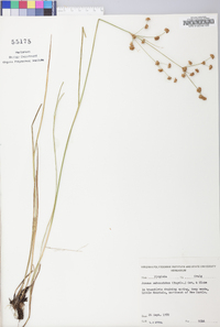 Juncus subcaudatus image