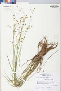 Juncus subcaudatus image