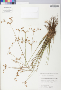 Juncus subcaudatus image