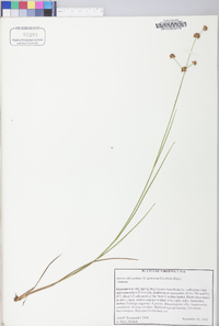 Juncus subcaudatus image