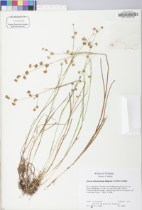 Juncus subcaudatus image