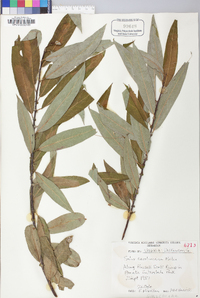 Salix caroliniana image