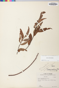 Salix caroliniana image