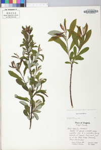 Salix humilis var. humilis image