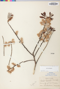 Salix humilis var. humilis image