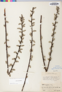 Salix humilis var. humilis image