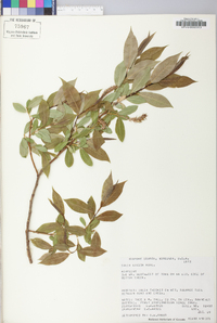 Salix lucida image