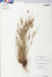 Juncus tenuis var. tenuis image